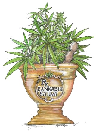 Illustration of a mortar pot labeled "Rx Cannabis Sativa" with cannabis leaves growing from it. A pestle is partially visible, nestled among the leaves. The image has a hand-drawn, botanical style. CA Norml