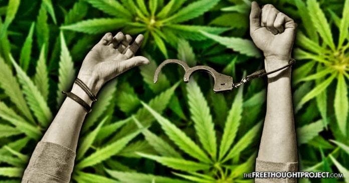 A pair of hands, one in a handcuff and the other breaking free, are raised against a background of marijuana leaves. The image suggests liberation or freedom in the context of Prop. 64 and marijuana arrests. CA Norml