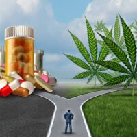 A person stands at a fork in the road. The left path leads to a heap of prescription pill bottles and pills, symbolizing the opioid crisis, while the right path leads to large cannabis plants, hinting at marijuana legalization. The background consists of a cloudy sky and green grass. CA Norml