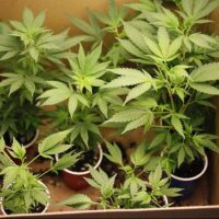 Several small green cannabis plants are growing in red and blue plastic cups inside a cardboard box. The plants, which are at an early stage of growth with multiple leaves, are placed under lighting. This setup is part of a patient cultivation practice supported by Cal NORML for medical marijuana needs. CA Norml