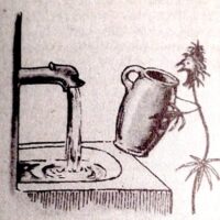 A black-and-white illustration depicts a plant with a human-like face and leaves as arms, holding a jug. The plant, reminiscent of California's diverse flora, is positioned next to a sink with a water faucet, and the jug is being filled with water from the tap amid drought concerns. CA Norml