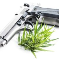 A silver and black handgun lies on a white surface with a small cannabis plant placed in front of it, evoking thoughts of firearm possession in California amidst debates on marijuana use. CA Norml