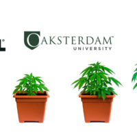 Dale Gieringer scholarship at Oaksterdam University