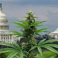 A large cannabis plant stands in the foreground with the U.S. Capitol and Jefferson Memorial in the background, symbolizing D.C.'s ongoing cannabis reform under a cloudy sky above the historic swamp. CA Norml