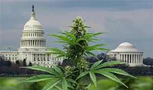 A large cannabis plant stands in the foreground with the U.S. Capitol and Jefferson Memorial in the background, symbolizing D.C.'s ongoing cannabis reform under a cloudy sky above the historic swamp. CA Norml