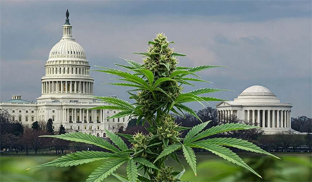 A large cannabis plant stands in the foreground with the U.S. Capitol and Jefferson Memorial in the background, symbolizing D.C.'s ongoing cannabis reform under a cloudy sky above the historic swamp. CA Norml