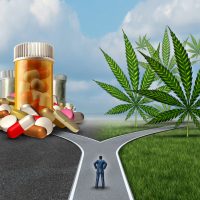 A person stands at a fork in the road, facing a choice between a path lined with prescription pill bottles and another lined with cannabis leaves, highlighting the impact of cannabis policy debates under a blue sky with clouds. Ca NORML