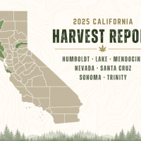 A map of California highlights Humboldt, Lake, Mendocino, Nevada, Santa Cruz, Sonoma, and Trinity counties in green. Text reads: "Budist 2025 California Cannabis Harvest Report" with a cannabis leaf icon. Forest graphics border the image. Ca NORML