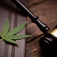 A cannabis leaf rests on a leather-bound book next to a wooden judge’s gavel, representing cannabis legal rights. Ca NORML