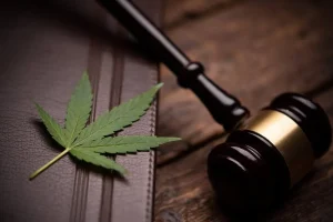A cannabis leaf rests on a leather-bound book next to a wooden judge’s gavel, representing cannabis legal rights. Ca NORML